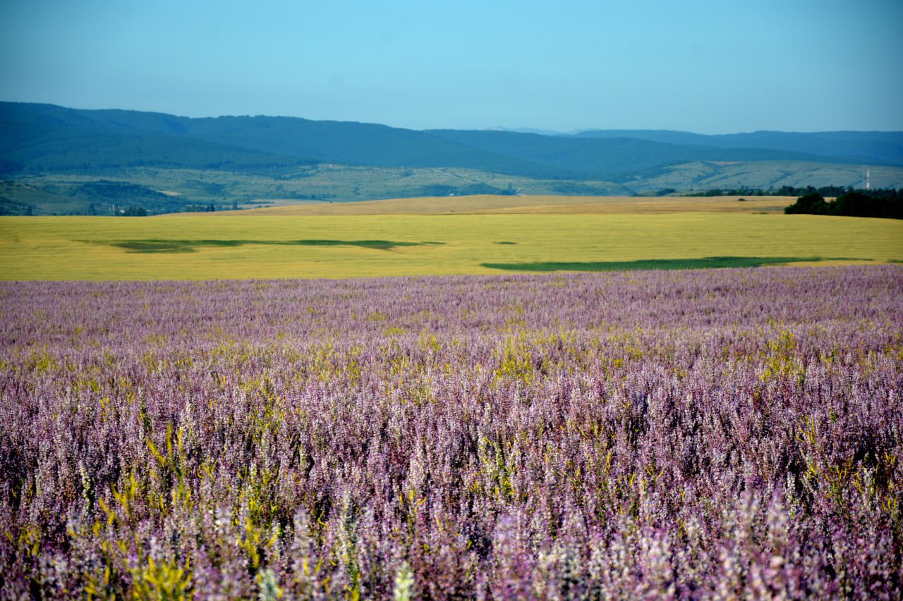 «Маршрут года-2025»: какие крымские проекты победили во Всероссийской туристической премии