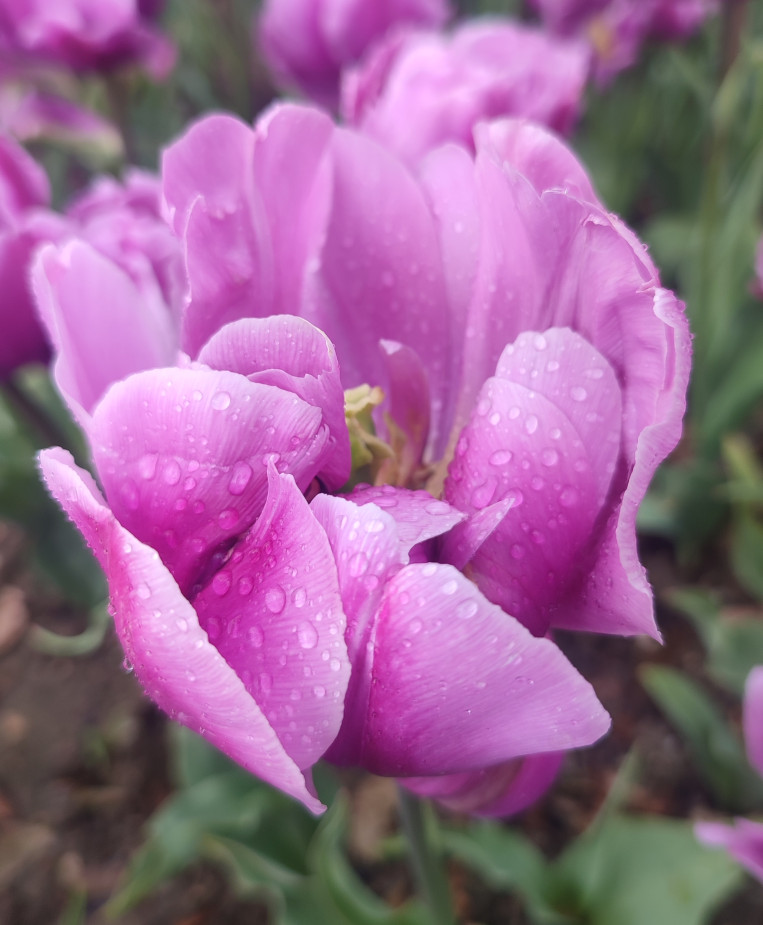 Тюльпановый рай в Ялте: весенняя симфония Никитского ботсада