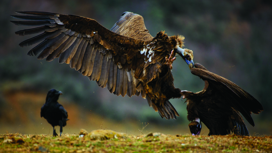 Crimea as a Mecca for birdwatchers