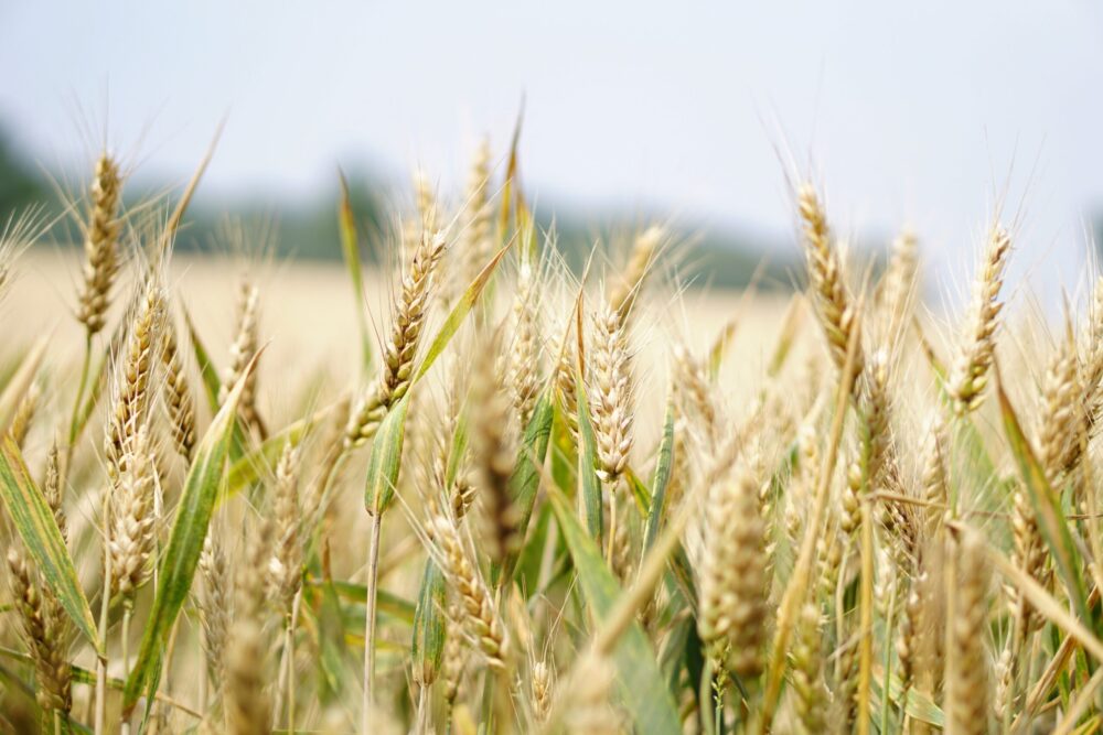 About 200 thousand of tons of the Crimean wheat were sold to Libya and Syria in 2020