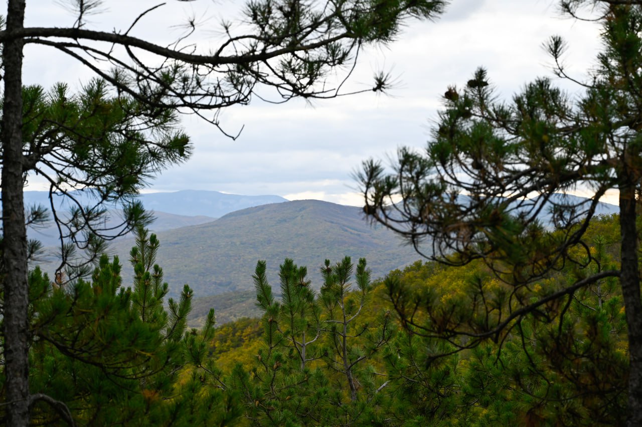 Дубы, кедры и берёзы: в Крыму высадят 190 тысяч деревьев и кустарников