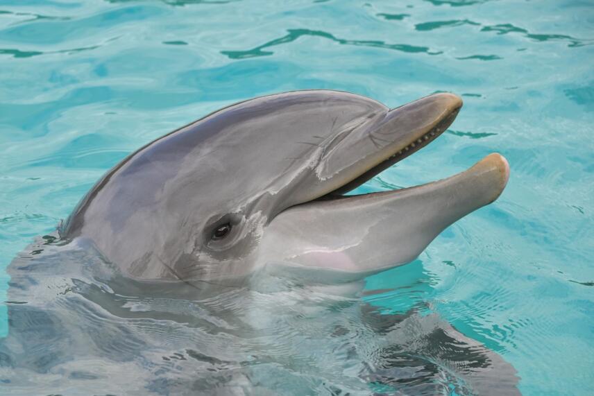 Crimean scientists ask to sign the petition to protect dolphins