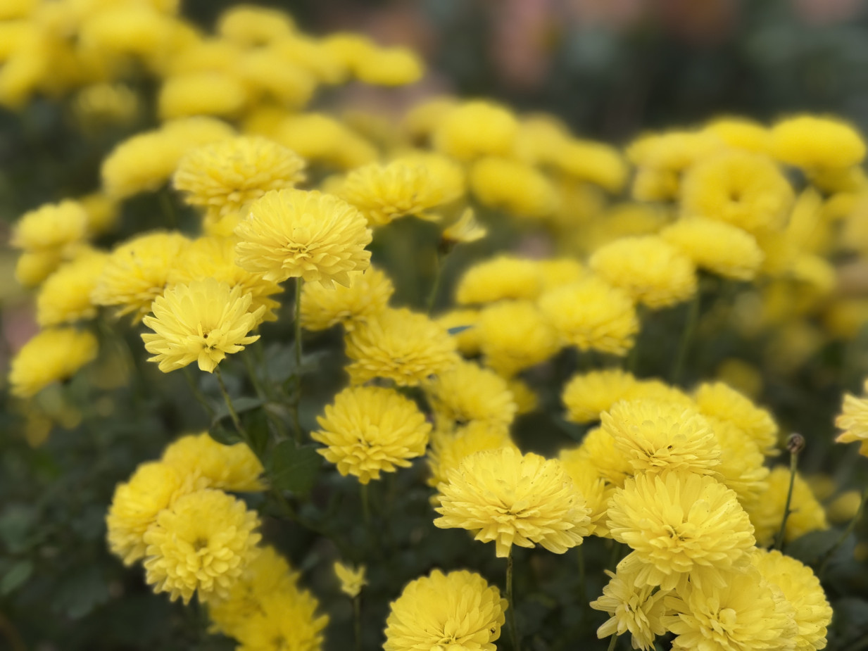 Осеннее вдохновение: магия хризантем в фотографиях