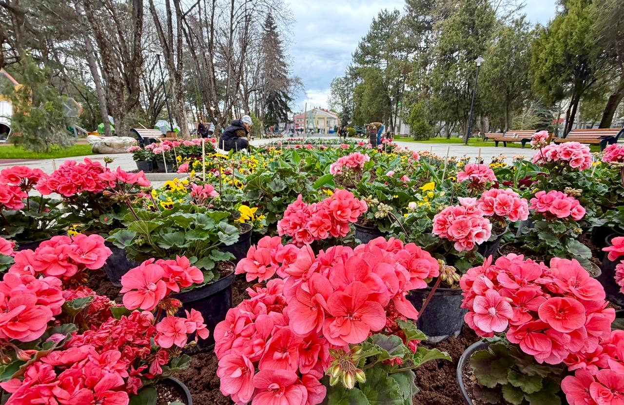 Цветочный фейерверк: в Детском парке Симферополя высаживают свыше 3000 растений