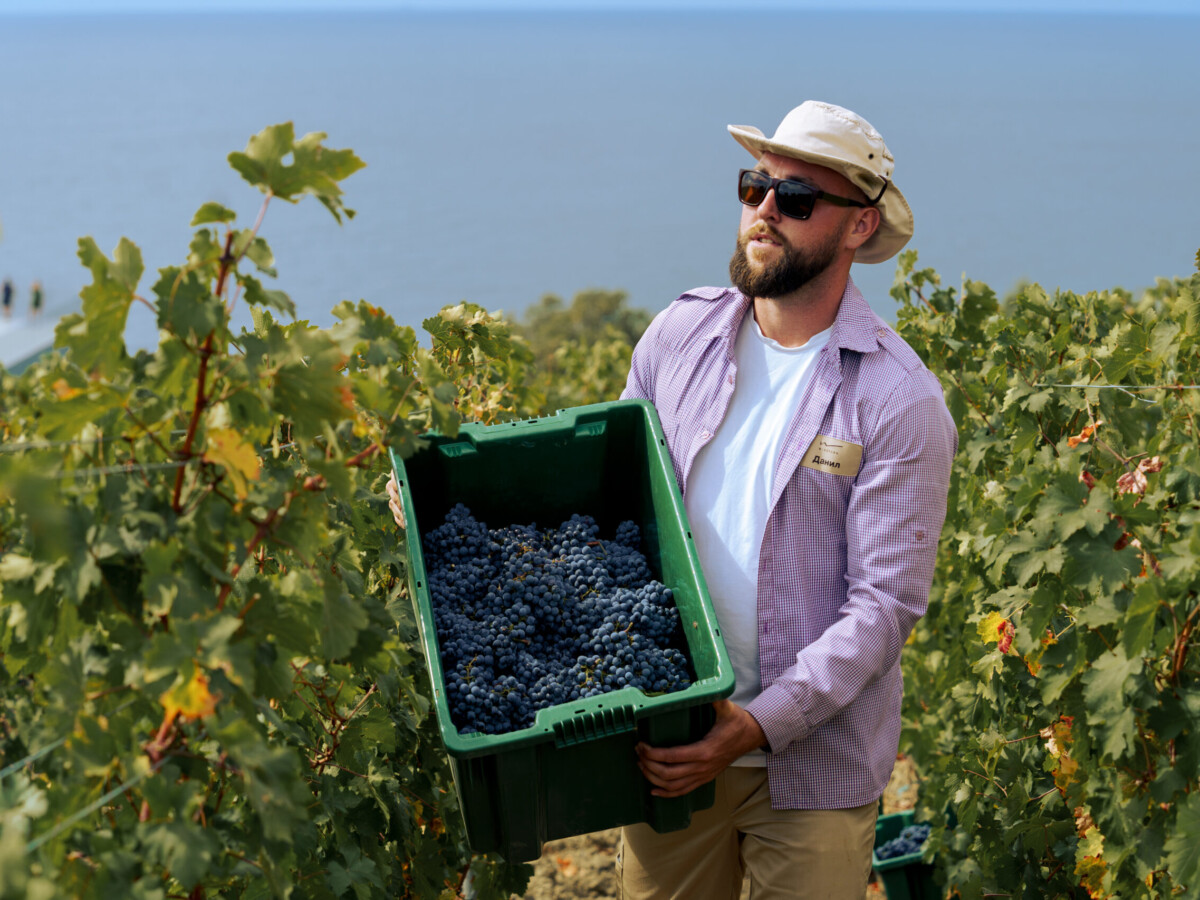 В Winepark пройдет масштабный фестиваль сбора винограда