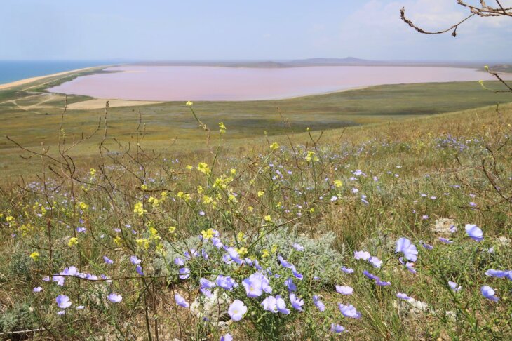 "Природа заштопала раны": как восстанавливается Опукский заповедник 