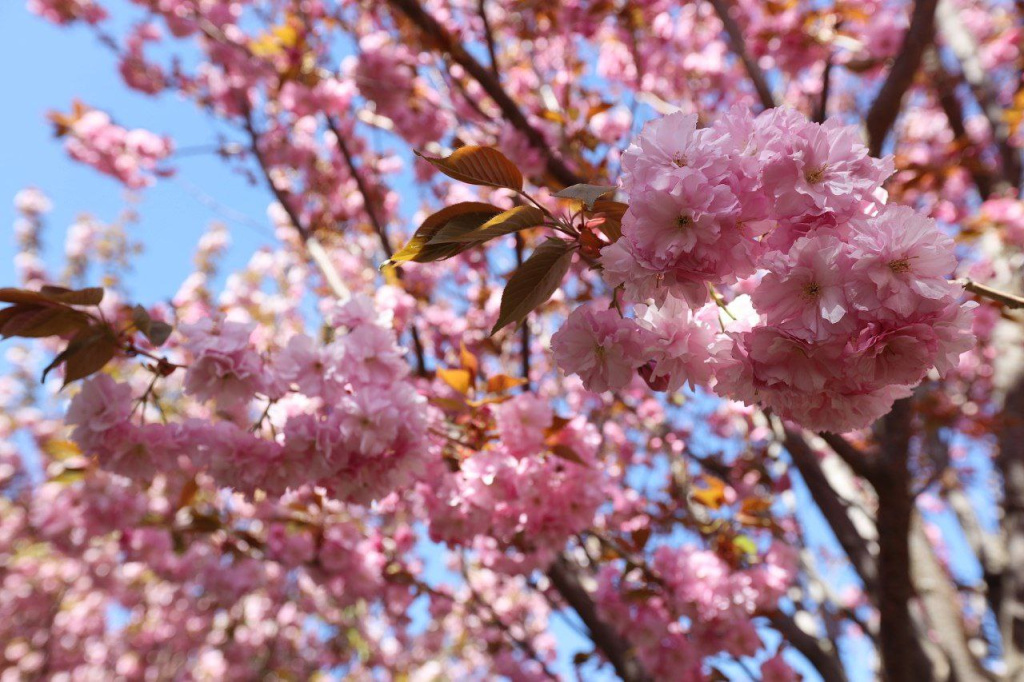 Идеальное время для прогулки и красивых фотографий: в ботаническом саду Симферополя зацвела сакура