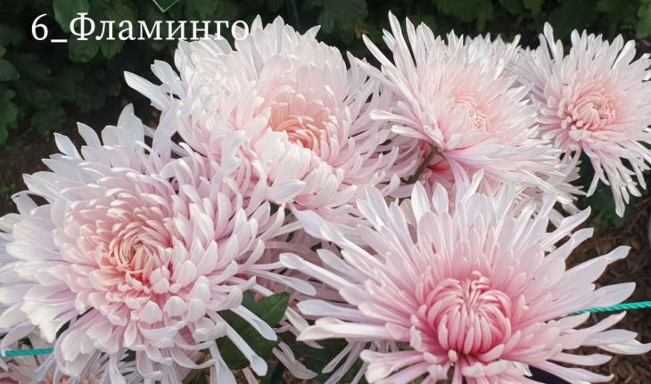 Фото: пресс-служба Никитского ботсада kll5f9w8xzvwkej79305utn8povyxzp2.jpg