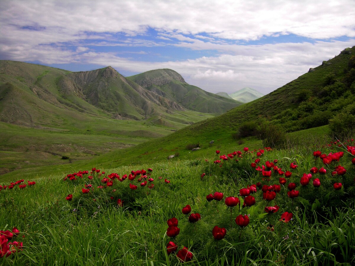 Планета крымских цветов