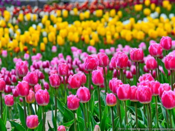 Более 80 тысяч цветов распустятся в Никитском ботсаду на «Параде тюльпанов 2018»
