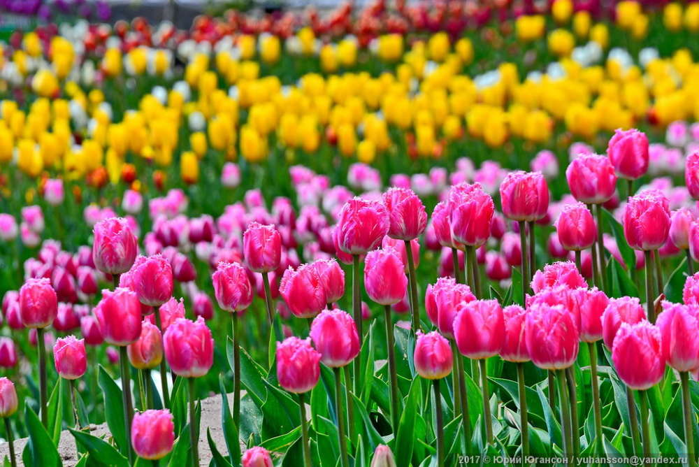 Более 80 тысяч цветов распустятся в Никитском ботсаду на «Параде тюльпанов 2018»
