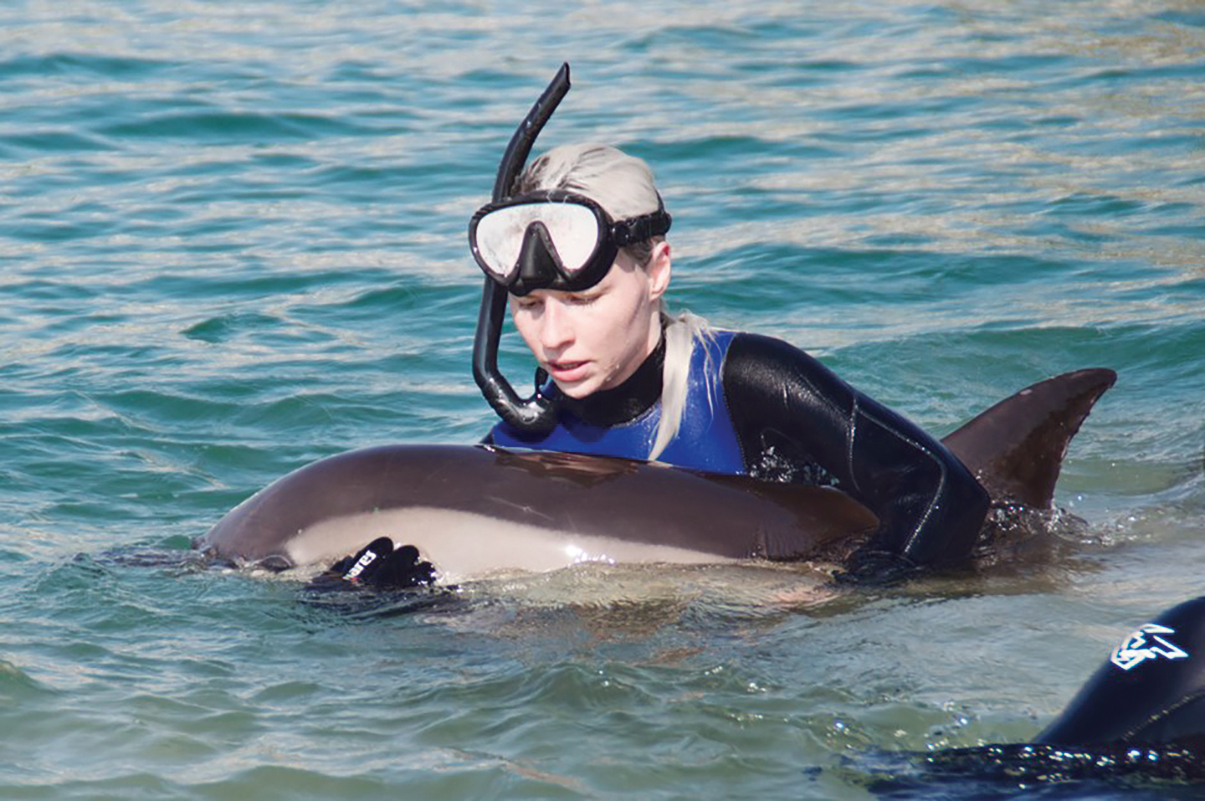 крымский дельфин 