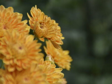 В Никитском ботсаду зацветут 35 тысяч хризантем