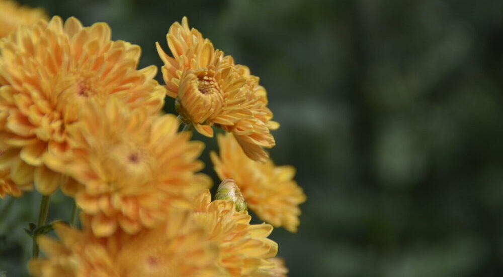 В Никитском ботсаду зацветут 35 тысяч хризантем