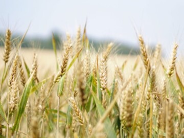 About 200 thousand of tons of the Crimean wheat were sold to Libya and Syria in 2020