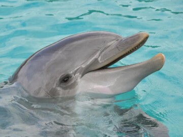 Crimean scientists ask to sign the petition to protect dolphins