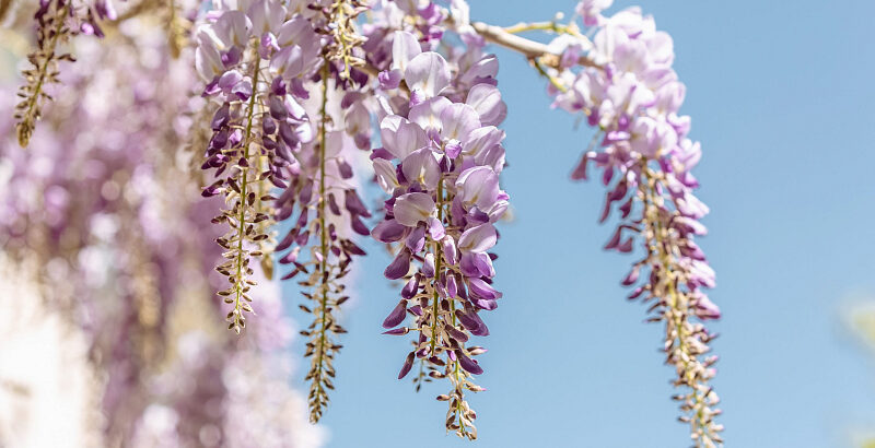 Фестиваль цветения глицинии, ремесленная ярмарка и старинные узоры: крымская афиша на 14 – 20 мая
