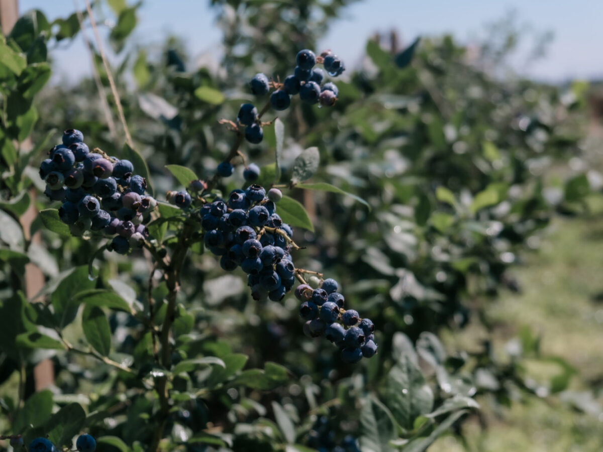 Южная жизнь северной ягоды: как в Крыму выращивают голубику - КрымскийЖурнал – главный навигатор по Крыму!