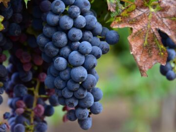 Будущий напиток богов: в Крыму продолжается сбор винограда