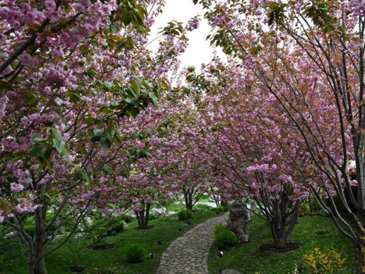 Неповторимость момента и быстротечность жизни: фестиваль цветения сакуры прошёл в Крыму