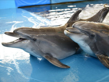 <strong>В Карадагском заповеднике отметят Всемирный день китов и дельфинов</strong>
