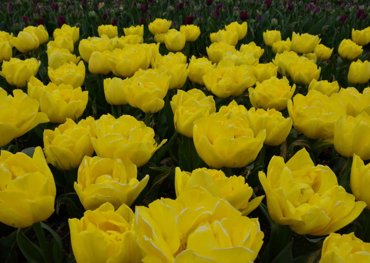 Стало известно, когда в Крыму начнется парад тюльпанов