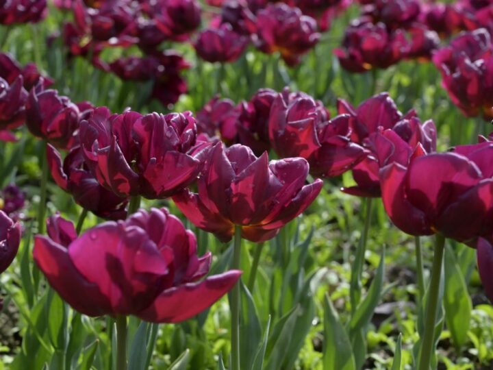 В Никитском ботсаду стартовал парад тюльпанов