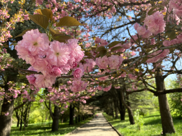 В симферопольском ботаническом саду можно насладиться цветением сакуры