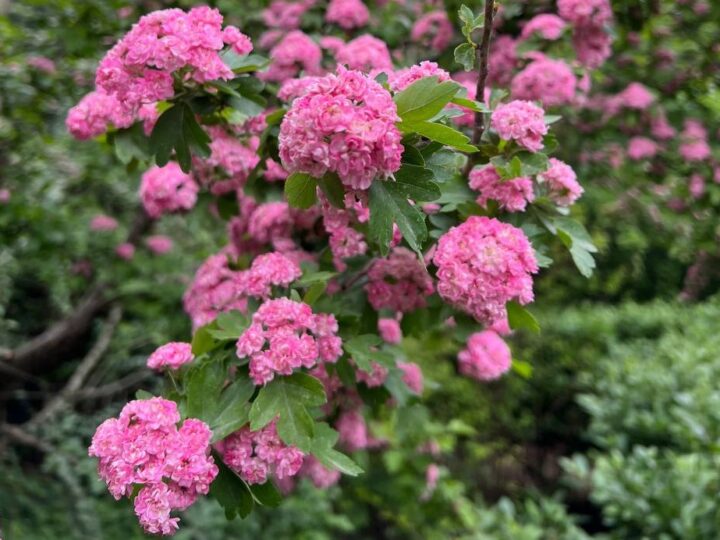 Какими цветениями радует жителей и гостей Симферополя ботанический сад
